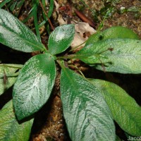 Championia reticulata Gardner